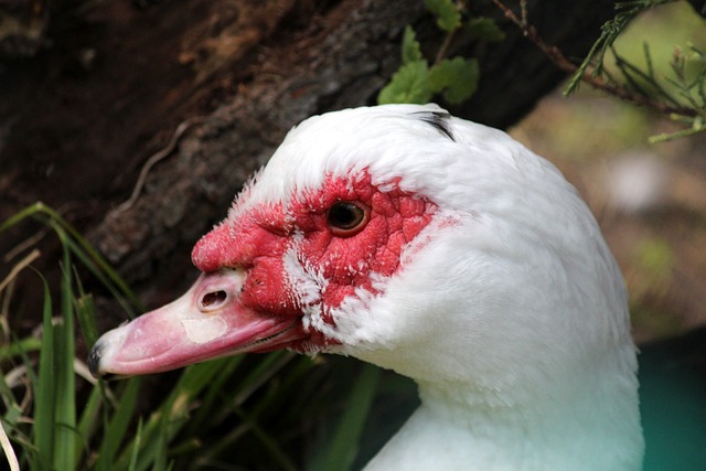 提升士气的 提升士气的